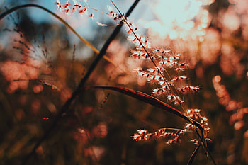 Nature, Plant, Shine, Light, Branch HD wallpaper