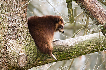 Animals, Tree, Branch, Animal, Raccoon HD wallpaper