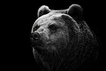 Dark bear, Top background, Mysterious creature, Wildlife graphy HD wallpaper