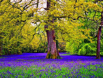 Forest bluebells, floral, beautiful, spring, nice, tree, summer, pretty, nature, flowers, bluebells, lovely, forest HD wallpaper