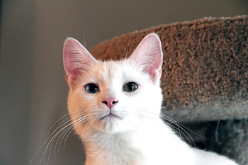 White Cat with Different Colored Eyes, Animals, White, Cats, Cute HD wallpaper