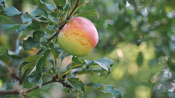 Cox's Orange Pippin, Apple Trees HD wallpaper