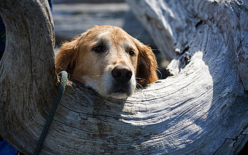 Animals, Wood, Tree, Dog, Muzzle, Hollow HD wallpaper