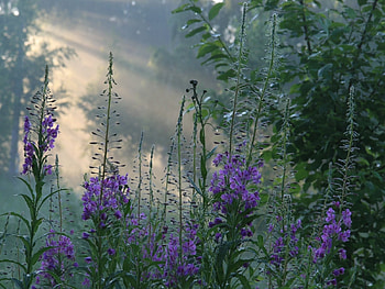 Plants, Flowers HD wallpaper