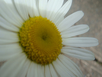 Daisy 2, spring, color, close up, flower HD wallpaper
