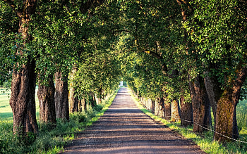 Avenue, trees, alley, road HD wallpaper