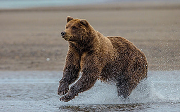 Grizzly Bear, Beautiful wildlife, Striking , Captivating ry HD wallpaper