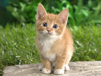 Animals, Cats HD wallpaper