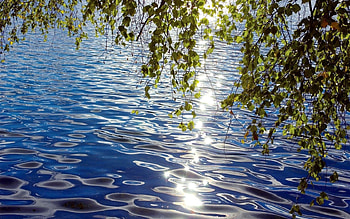 Nature, Water, Leaves, Glare, Ripples, Ripple, Siberia, Birch HD wallpaper