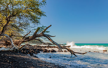 Beach, trees, ocean, coast HD wallpaper