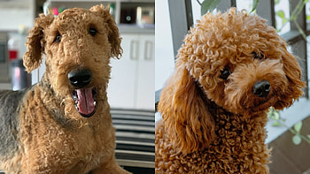 Airedoodle, Airedale terrier mix, Hybrid dogs, Facts and traits HD wallpaper