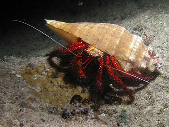 from the ocean, shell, redhermit, crab HD wallpaper
