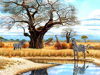 The Watering Hole, love four seasons, wildlife, animals, fields, draw and paint, zebras HD wallpaper
