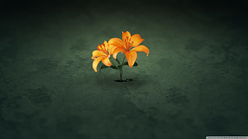 Orange flowers, delicate, creative, beautiful, flowers, orange HD wallpaper