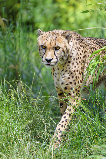 Animals, Cheetah, Predator, Big Cat, Protruding Tongue, Tongue Stuck Out HD phone wallpaper