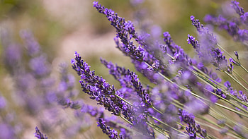 Lavender plants, Meadow, Spring flowers HD wallpaper