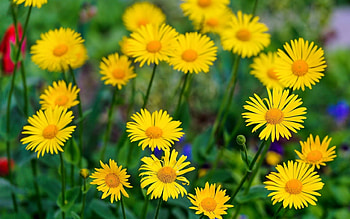 DAISIES, PETALS, LEAVES, YELLOW, STEMS HD wallpaper