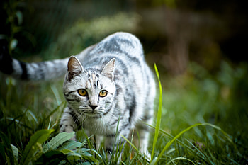 Animals, Grass, Cat, Striped, Grey, Stroll HD wallpaper