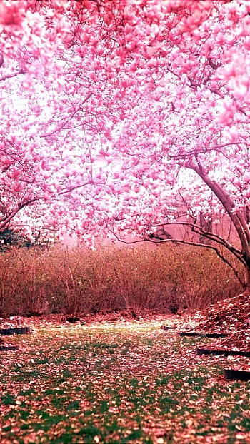 May, Pink Nature HD phone wallpaper