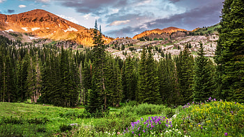 Utah, Albion Basin, hills, landscape, trees, clouds, flowers, sky, usa HD wallpaper