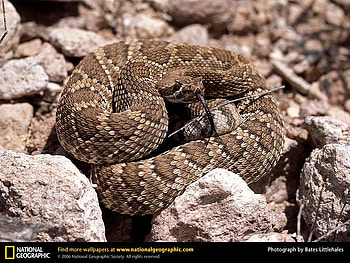 Mojave Rattlesnake, reptiles, snakes, rattlesnakes HD wallpaper