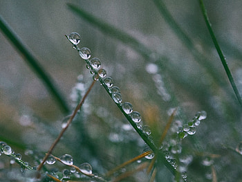 Drops, Macro, Close-Up, Branch HD wallpaper