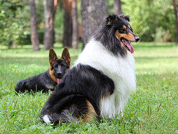 Animals, Grass, Sheepdog, Sheep Dog, Collie HD wallpaper