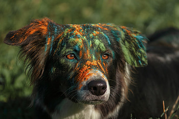 :), animal, colorful, dog, dust, border collie, face, pet, caine HD wallpaper