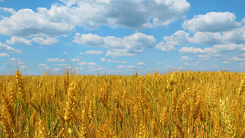 Ukraine, backgrounds, Top HD wallpaper