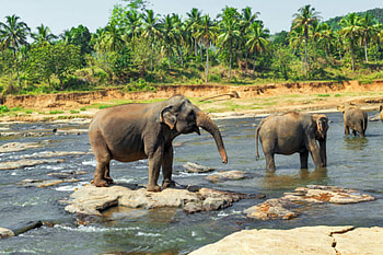 Elephants in river, Elephants, Jungle, Walking, River HD wallpaper
