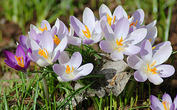 Plants, Flowers HD wallpaper