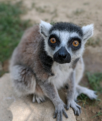 Rare lemur theft, California zoo, Stolen lemur, Mysterious hotel note HD phone wallpaper
