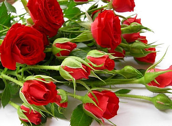 beautiful red roses, still life, bouquet, red roses, beautiful, flowers HD wallpaper
