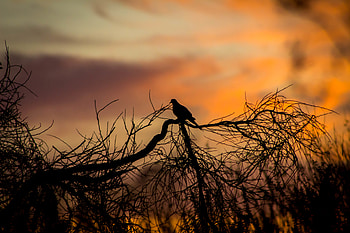 Sunset, Dark, Silhouette, Bird, Wood, Tree, Branches HD wallpaper