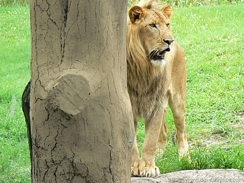 Lion, animals HD wallpaper