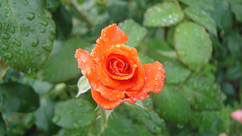 Plants, Flowers, Roses, Drops HD wallpaper