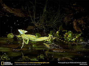 Basilisk Lizard, lizards, reptiles, animals HD wallpaper