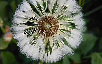 Grass, Macro, Light, Light Coloured, Dandelion, Fluff, Fuzz HD wallpaper