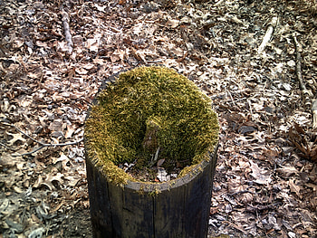 green beauty, woods, mose, stump HD wallpaper