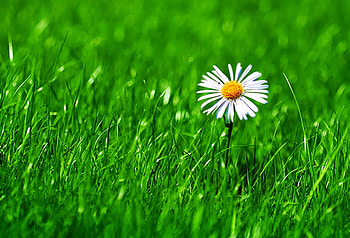 Daisy, grass, nature, flowers, daisies HD wallpaper