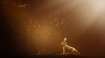 Rabbit 1, rabbit, animals, 1 HD wallpaper