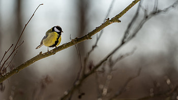 Yellow Black Tit Bird Is Standing On Tree Branch In Blur Background Birds HD wallpaper