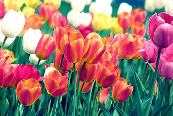 Flowers, Tulips, Flower Bed, Flowerbed, Spring, Sharpness HD wallpaper