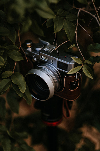 Leaves, Branch, Grey, Technologies, Technology, Camera HD phone wallpaper