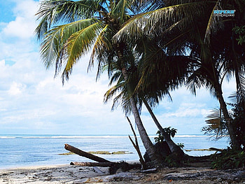 A Nice Place For Shade, costa rica, sand, trees, paradise, ocean, beach HD wallpaper