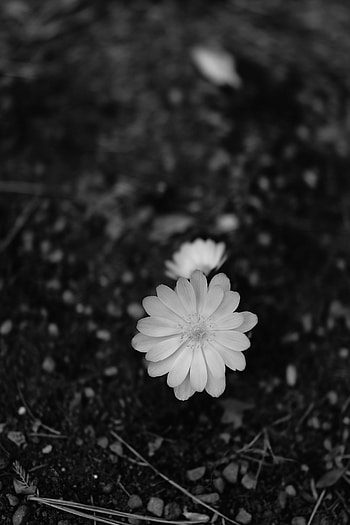 Flowers, Flower, Macro, Bloom, Flowering, Bw, Chb HD phone wallpaper