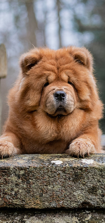 Chow Chow animal, Unique breed, Distinctive features, Iconic HD phone wallpaper