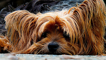 Yorkshire Terrier, Ultra , High-quality visuals, Stunning Yorkie HD wallpaper