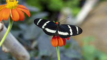 White Black Zebra Heliconian Butterfly On Orange Flower Petals In Blur Background Butterfly HD wallpaper