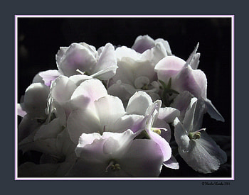 Moody Optimara Ontario, ontario, white, violet, flower, optimara HD wallpaper